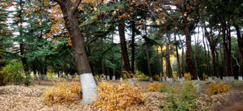 Dighomi Forest Park is one of the largest green spaces in Tbilisi, where park lands are becoming increasingly scarce. Thanks to Safe Space’s efforts, much of Dighomi Forest Park has been preserved. დიღმის ტყე-პარკი ერთ-ერთ დიდ სარეკრეაციო ზონას წარმოადგენს თბილისში, თუმცა დროთა განმავლობაში პარკის ტერიტორია საგრძნობლად შემცირდა. „უსაფრთხო სივრცის“ ძალისხმევით პარკის მნიშვნელოვანი ნაწილის შენარჩუნება გახდა შესაძლებელი.  